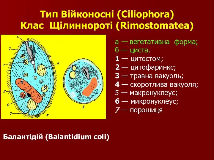Тип Війконосні (Ciliophora) Клас Щілиннороті (Rimostomatea) а — вегетативна форма;