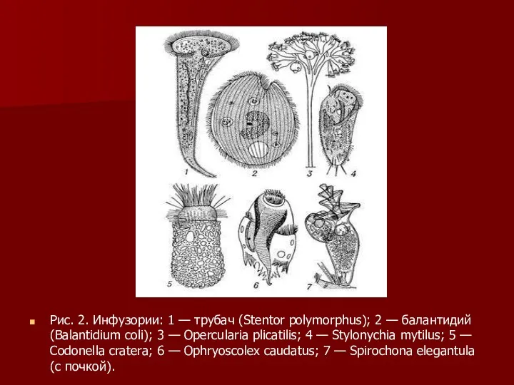 Рис. 2. Инфузории: 1 — трубач (Stentor polymorphus); 2 —