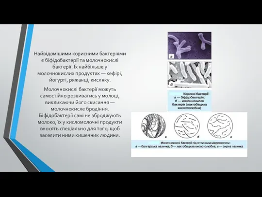 Найвідомішими корисними бактеріями є біфідобактерії та молочнокислі бактерії. Їх найбільше