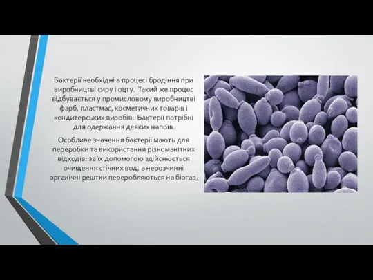 Бактерії необхідні в процесі бродіння при виробництві сиру і оцту.
