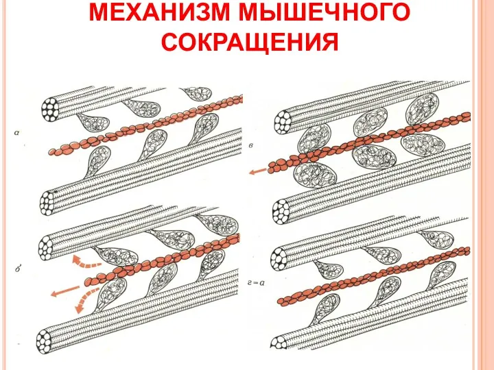 МЕХАНИЗМ МЫШЕЧНОГО СОКРАЩЕНИЯ