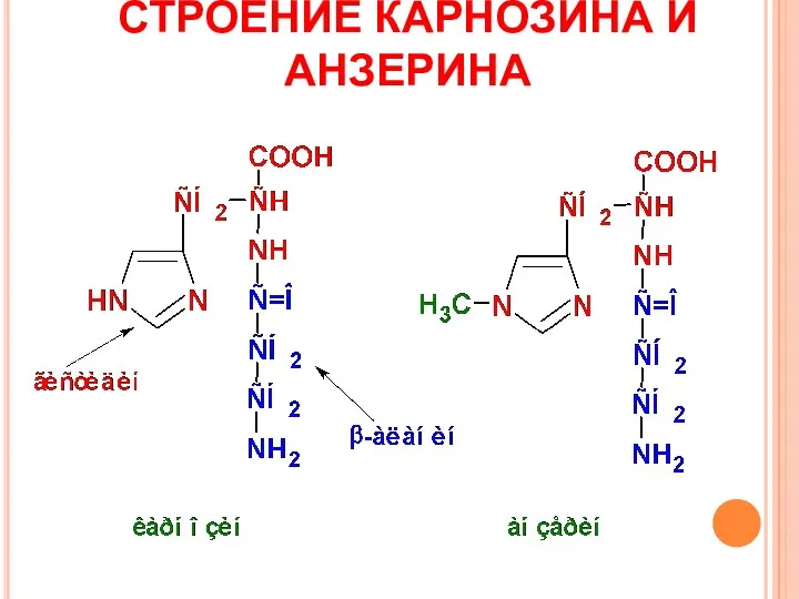 СТРОЕНИЕ КАРНОЗИНА И АНЗЕРИНА