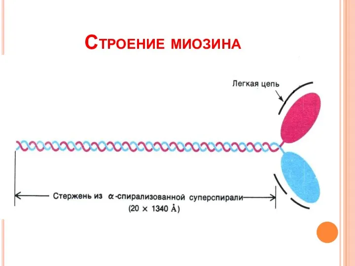 Строение миозина