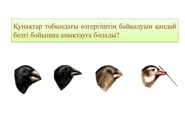 Қунақтар тобындағы өзгергіштің байқалуын қандай белгі бойынша анықтауға болады?