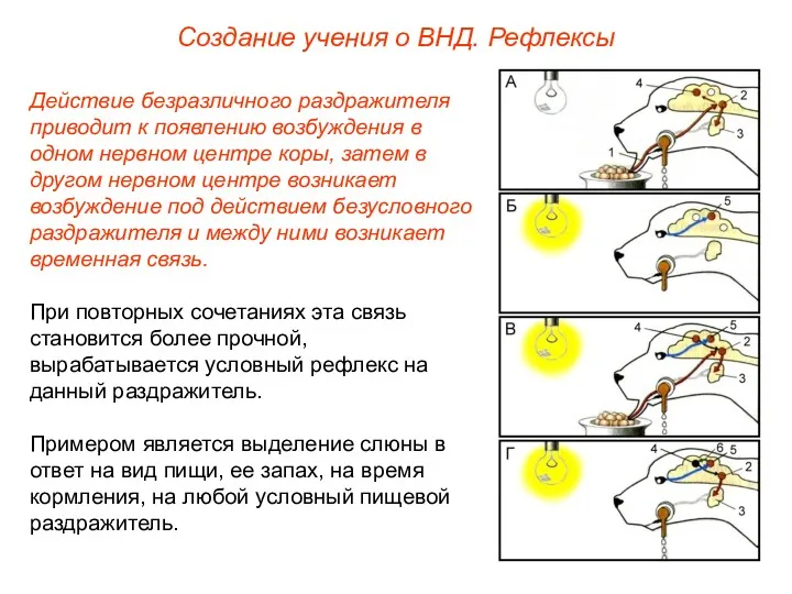 Создание учения о ВНД. Рефлексы Действие безразличного раздражителя приводит к