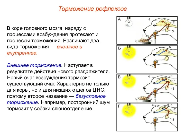 Торможение рефлексов В коре головного мозга, наряду с процессами возбуждения