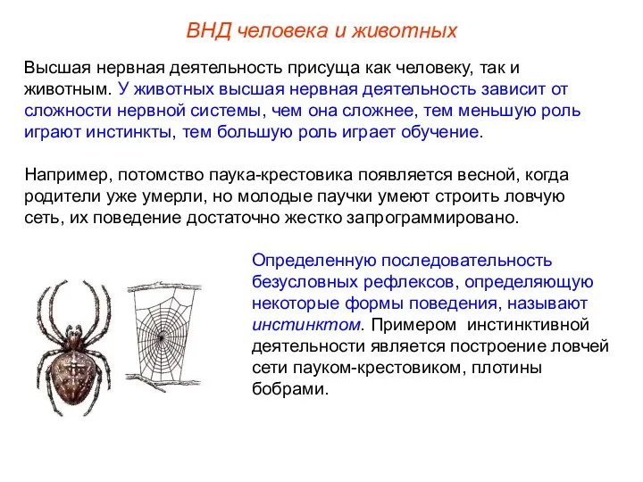 ВНД человека и животных Высшая нервная деятельность присуща как человеку,