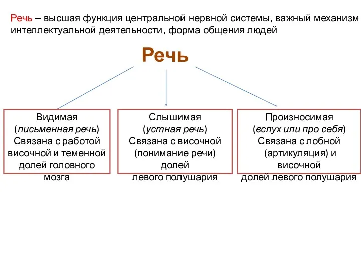 Речь – высшая функция центральной нервной системы, важный механизм интеллектуальной