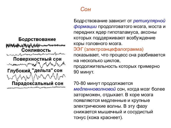 Сон Бодрствование зависит от ретикулярной формации продолговатого мозга, моста и