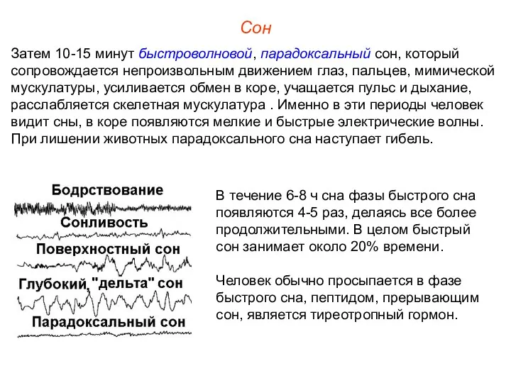 Сон Затем 10-15 минут быстроволновой, парадоксальный сон, который сопровождается непроизвольным