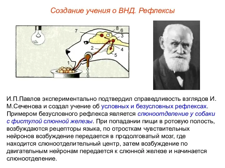 Создание учения о ВНД. Рефлексы И.П.Павлов экспериментально подтвердил справедливость взглядов