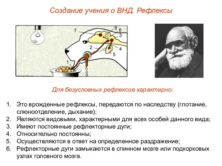 Создание учения о ВНД. Рефлексы Для безусловных рефлексов характерно: Это