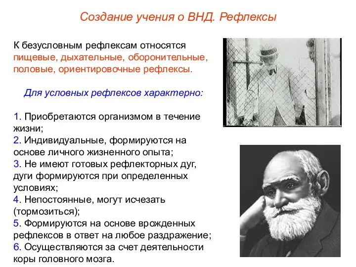 Создание учения о ВНД. Рефлексы К безусловным рефлексам относятся пищевые,