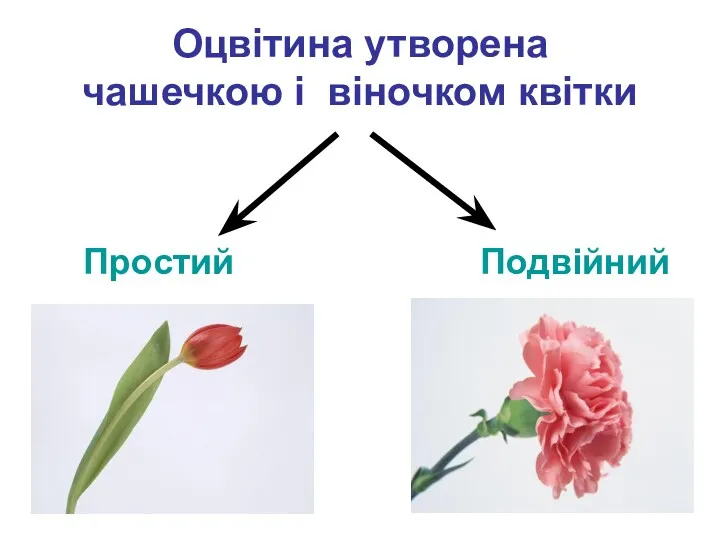 Оцвітина утворена чашечкою і віночком квітки Простий Подвійний