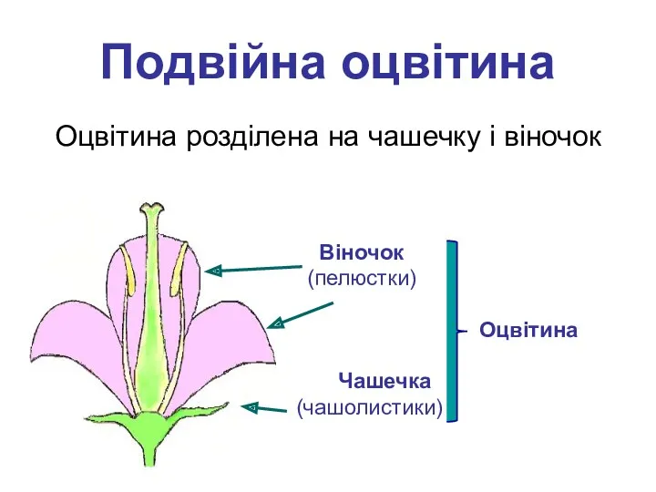 Подвійна оцвітина Оцвітина розділена на чашечку і віночок Чашечка (чашолистики) Віночок (пелюстки) Оцвітина