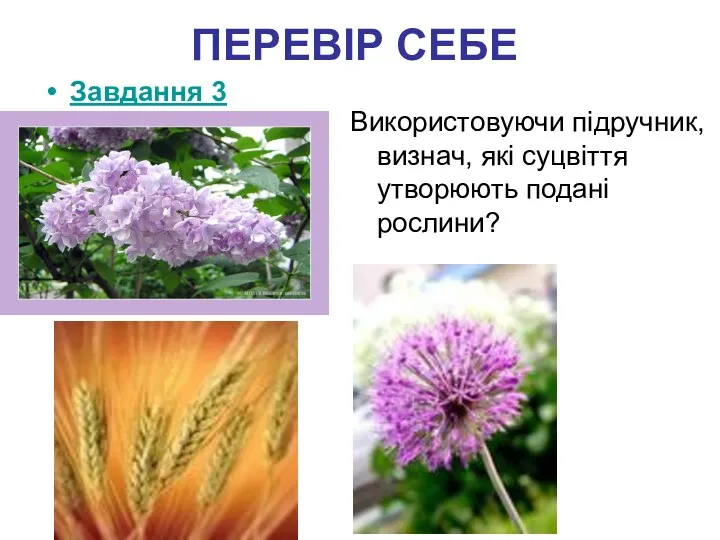 ПЕРЕВІР СЕБЕ Завдання 3 Використовуючи підручник, визнач, які суцвіття утворюють подані рослини?
