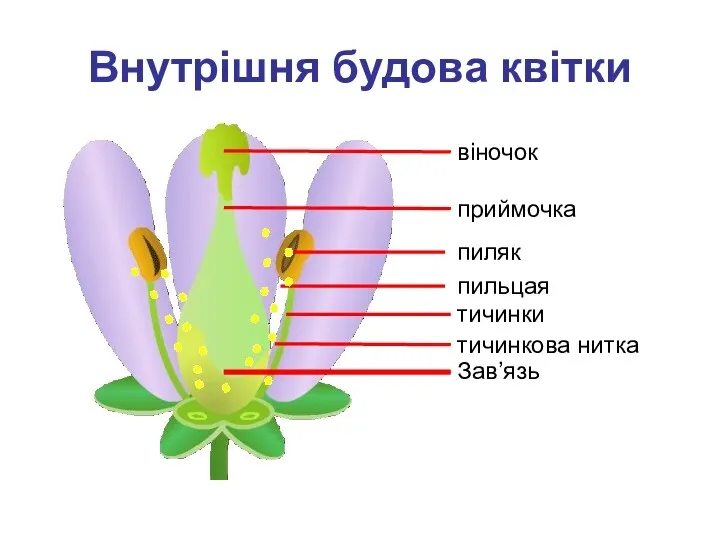 Внутрішня будова квітки