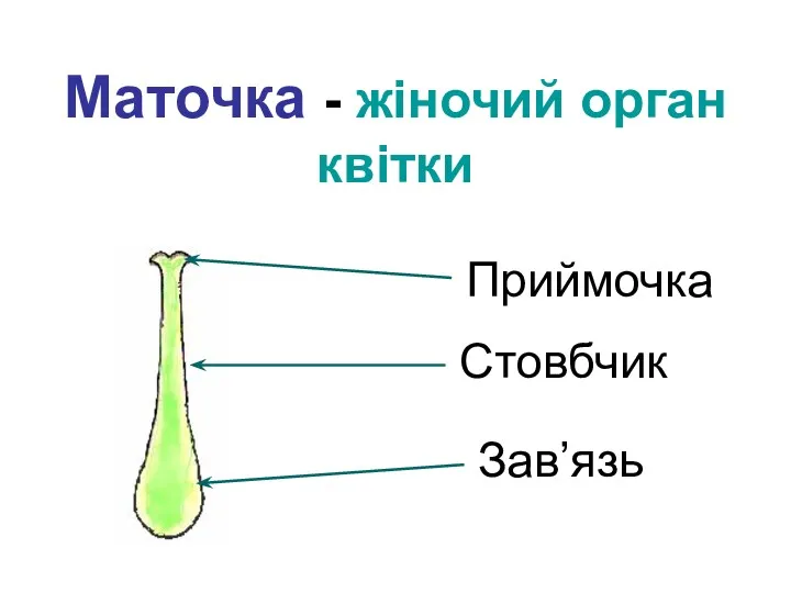 Маточка - жіночий орган квітки Приймочка Стовбчик Зав’язь