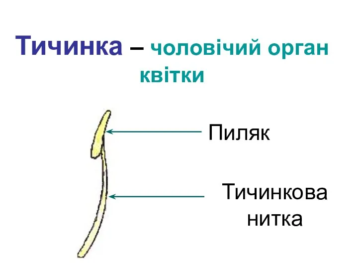 Тичинка – чоловічий орган квітки Пиляк Тичинкова нитка