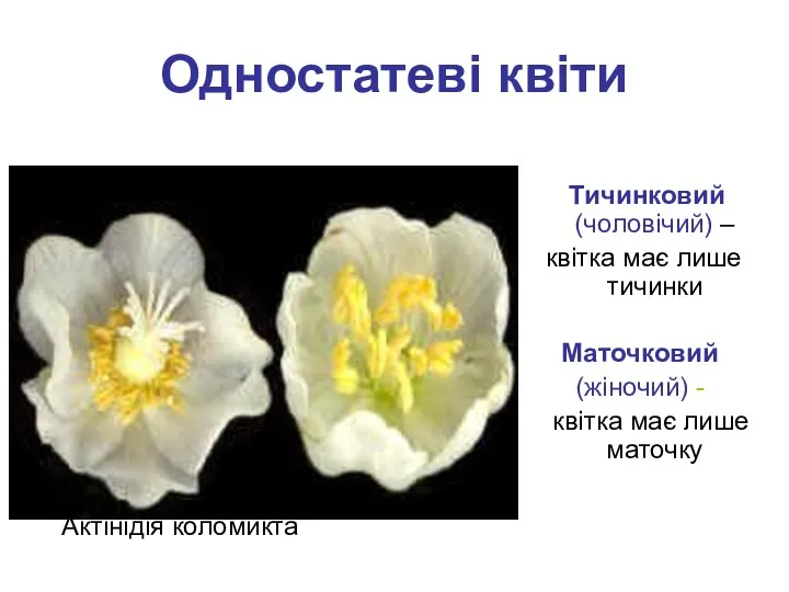 Одностатеві квіти Актінідія коломикта Тичинковий (чоловічий) – квітка має лише