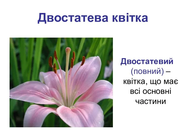 Двостатева квітка Двостатевий (повний) – квітка, що має всі основні частини