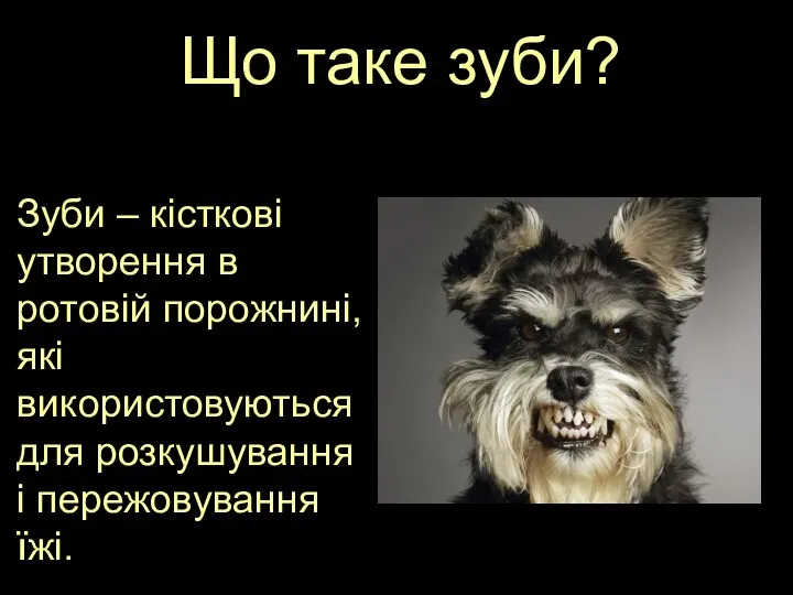 Що таке зуби? Зуби – кісткові утворення в ротовій порожнині,