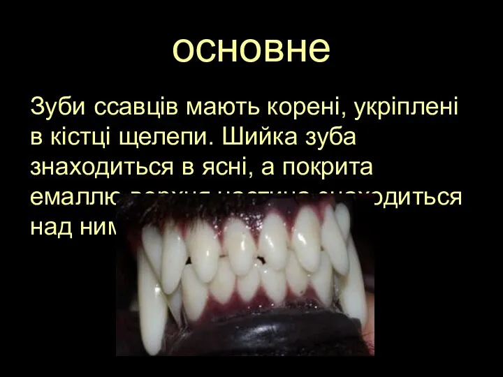 основне Зуби ссавців мають корені, укріплені в кістці щелепи. Шийка