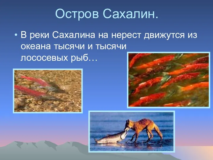Остров Сахалин. В реки Сахалина на нерест движутся из океана тысячи и тысячи лососевых рыб…