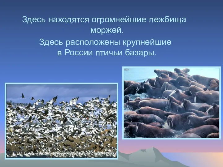 Здесь находятся огромнейшие лежбища моржей. Здесь расположены крупнейшие в России птичьи базары.