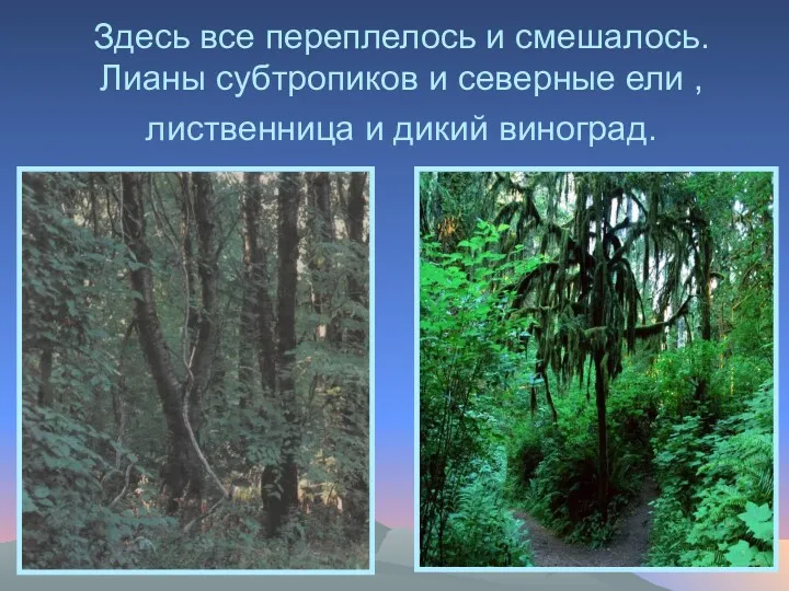 Здесь все переплелось и смешалось. Лианы субтропиков и северные ели , лиственница и дикий виноград.