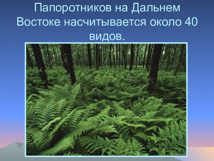 Папоротников на Дальнем Востоке насчитывается около 40 видов.