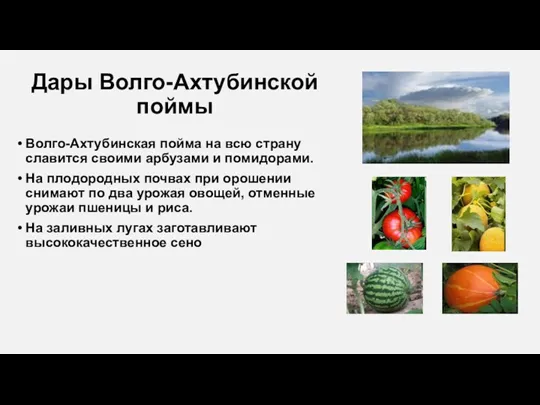 Дары Волго-Ахтубинской поймы Волго-Ахтубинская пойма на всю страну славится своими арбузами и помидорами.