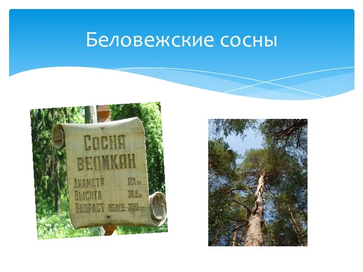 Беловежские сосны