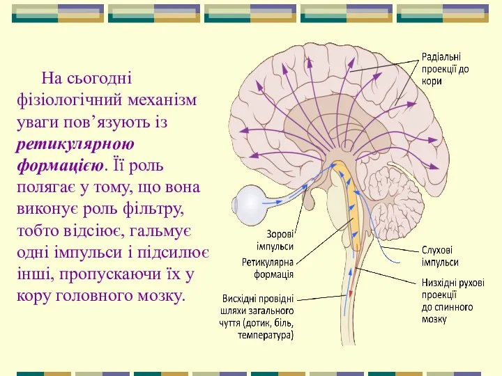 На сьогодні фізіологічний механізм уваги пов’язують із ретикулярною формацією. Її