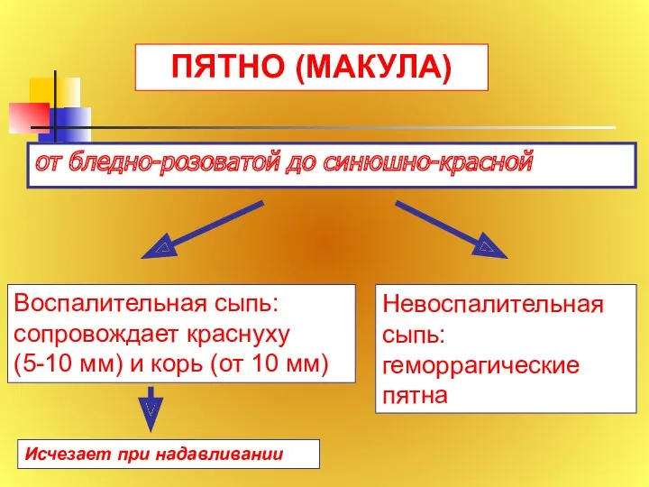 от бледно-розоватой до синюшно-красной ПЯТНО (МАКУЛА)