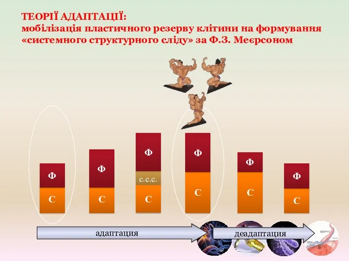 ТЕОРІЇ АДАПТАЦІЇ: мобілізація пластичного резерву клітини на формування «системного структурного