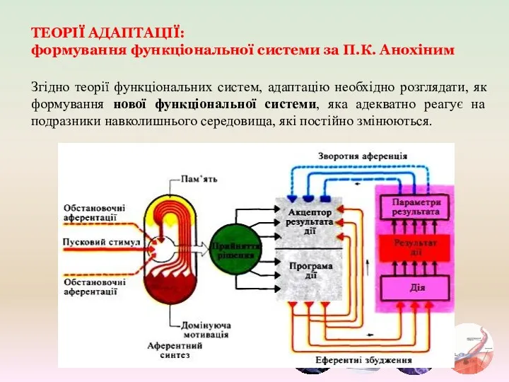 ТЕОРІЇ АДАПТАЦІЇ: формування функціональної системи за П.К. Анохіним Згідно теорії