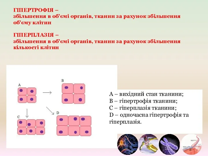 А – вихідний стан тканини; В – гіпертрофія тканини; С