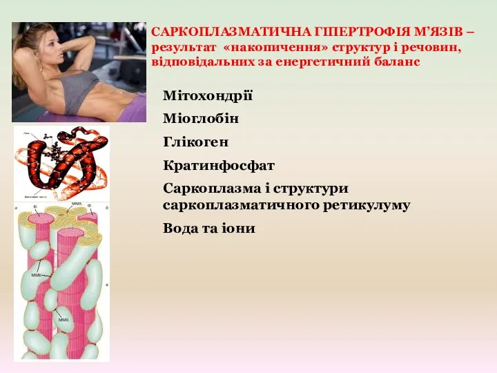 САРКОПЛАЗМАТИЧНА ГІПЕРТРОФІЯ М’ЯЗІВ – результат «накопичення» структур і речовин, відповідальних