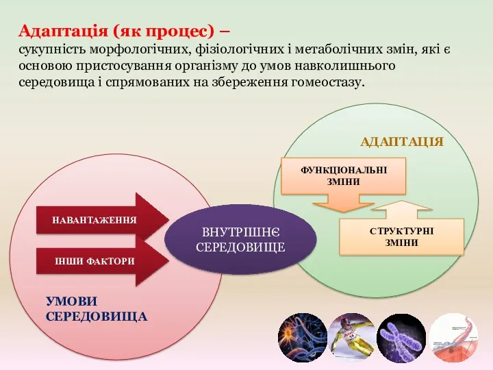 Адаптація (як процес) – сукупність морфологічних, фізіологічних і метаболічних змін,