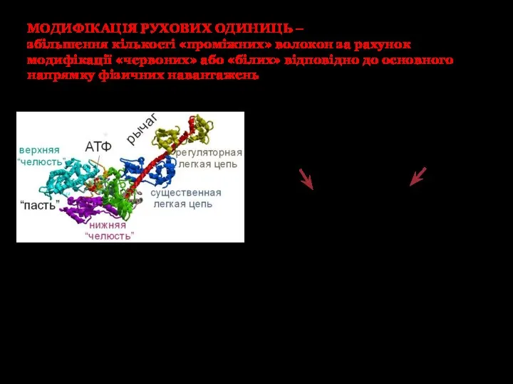 МОДИФІКАЦІЯ РУХОВИХ ОДИНИЦЬ – збільшення кількості «проміжних» волокон за рахунок