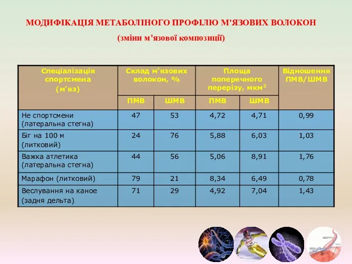 МОДИФІКАЦІЯ МЕТАБОЛІНОГО ПРОФІЛЮ М'ЯЗОВИХ ВОЛОКОН (зміни м'язової композиції)