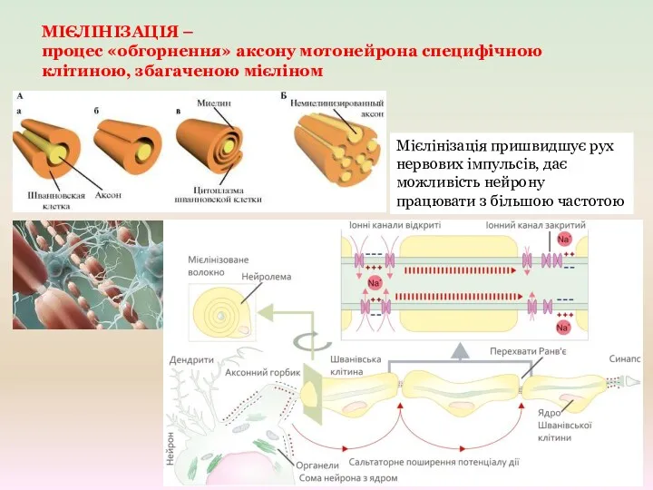 МІЄЛІНІЗАЦІЯ – процес «обгорнення» аксону мотонейрона специфічною клітиною, збагаченою мієліном