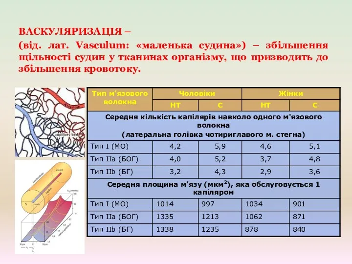 ВАСКУЛЯРИЗАЦІЯ – (від. лат. Vasculum: «маленька судина») – збільшення щільності