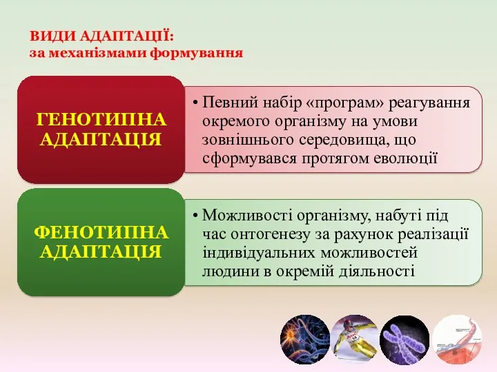 ВИДИ АДАПТАЦІЇ: за механізмами формування