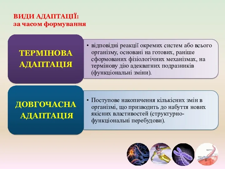 ВИДИ АДАПТАЦІЇ: за часом формування