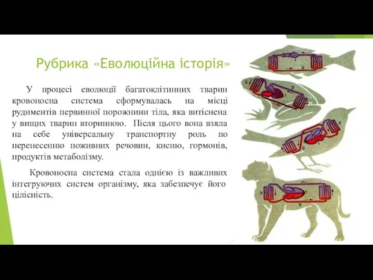 Рубрика «Еволюційна історія» У процесі еволюції багатоклітинних тварин кровоносна система