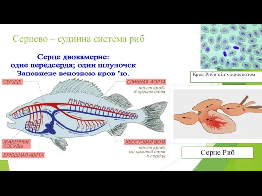 Серцево – судинна система риб Кров Риби під мікроскопом Серце