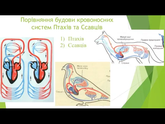 Порівняння будови кровоносних систем Птахів та Ссавців Птахів Ссавців