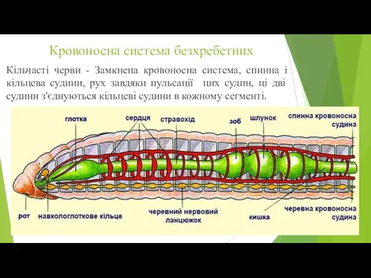 Кровоносна система безхребетних Кільчасті черви - Замкнена кровоносна система, спинна